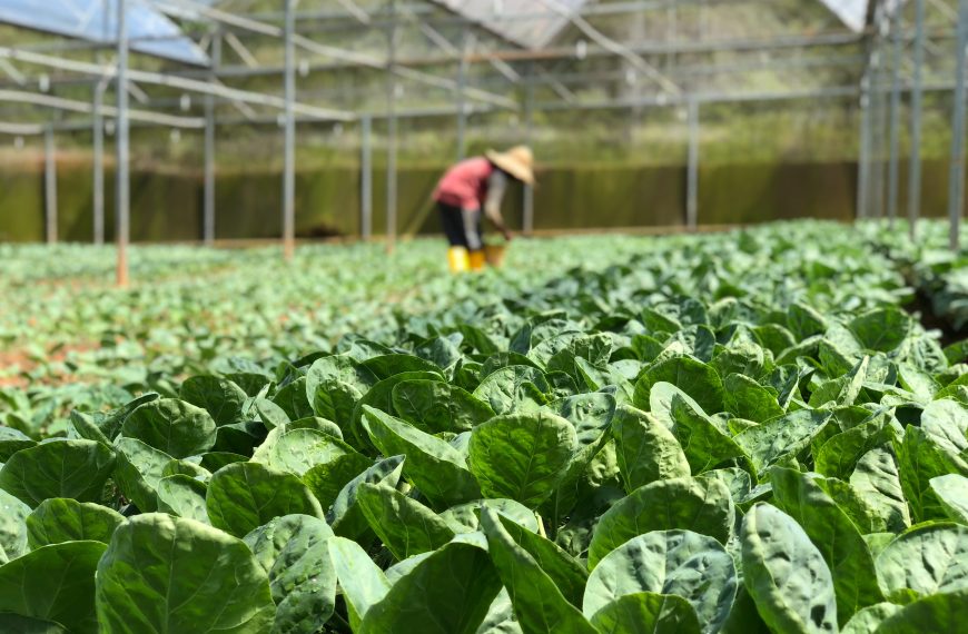 Embracing Organic Living; Nurturing Health and Sustainability through Pesticide Reduction