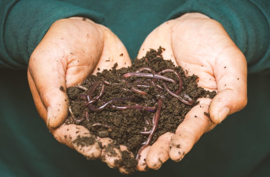The Advantages of Composting and How to Begin Your Compost Bin