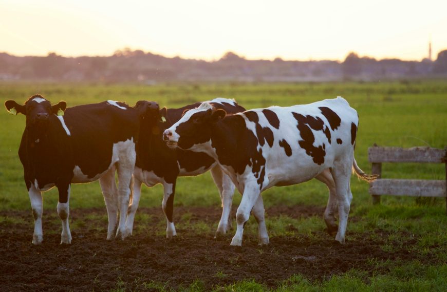 Organic, versus Conventional Dairy; Making Educated Decisions for Your Well being