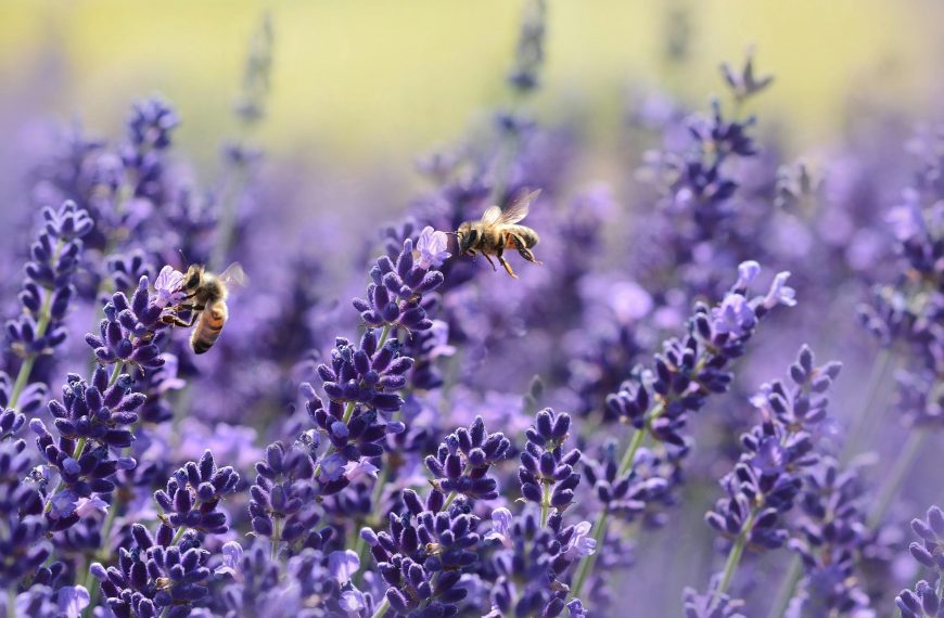 The Importance of Bees in Our Ecosystem and Ways to Help Pollinator Health